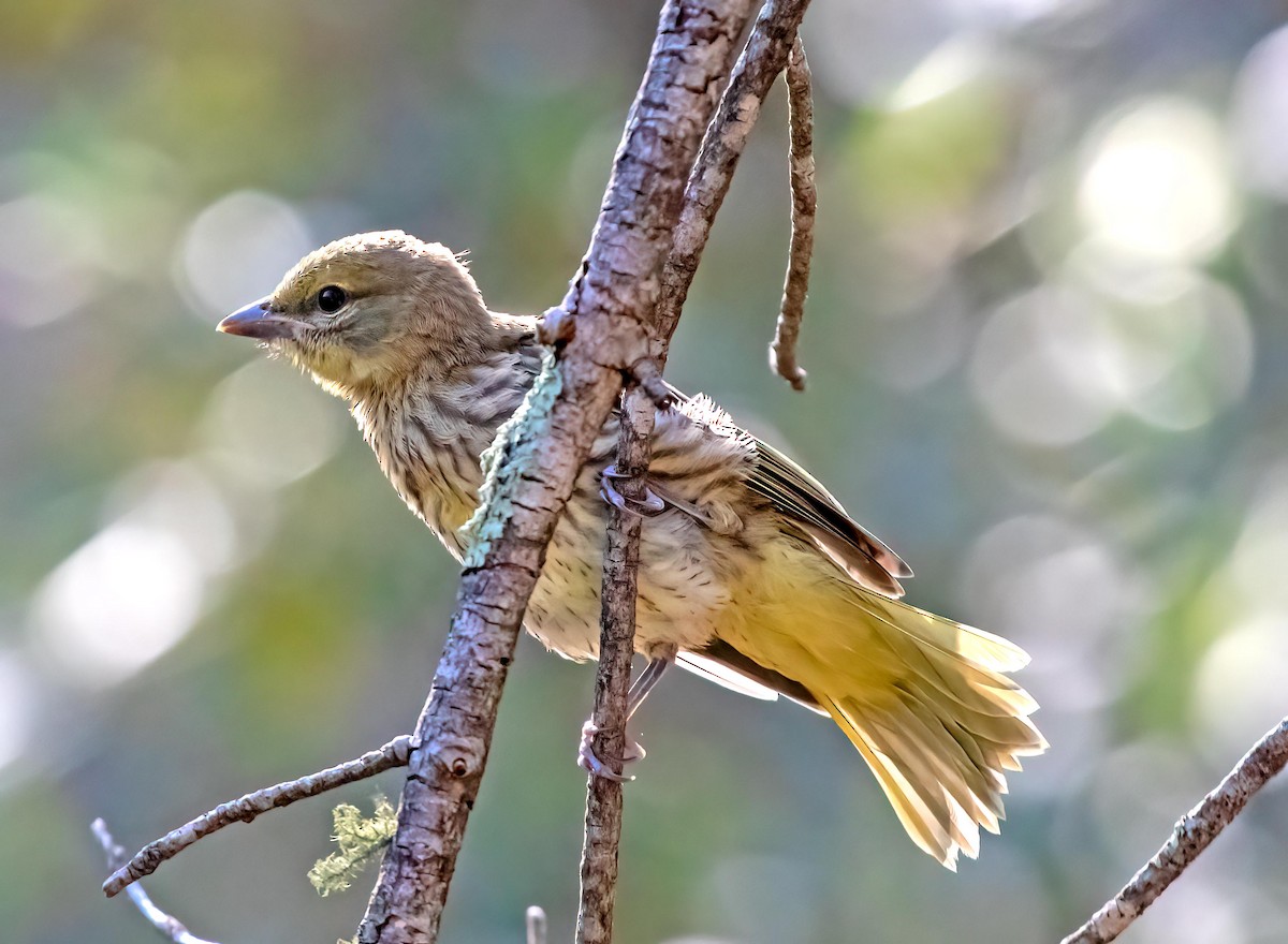 Hepatic Tanager - ML640715538