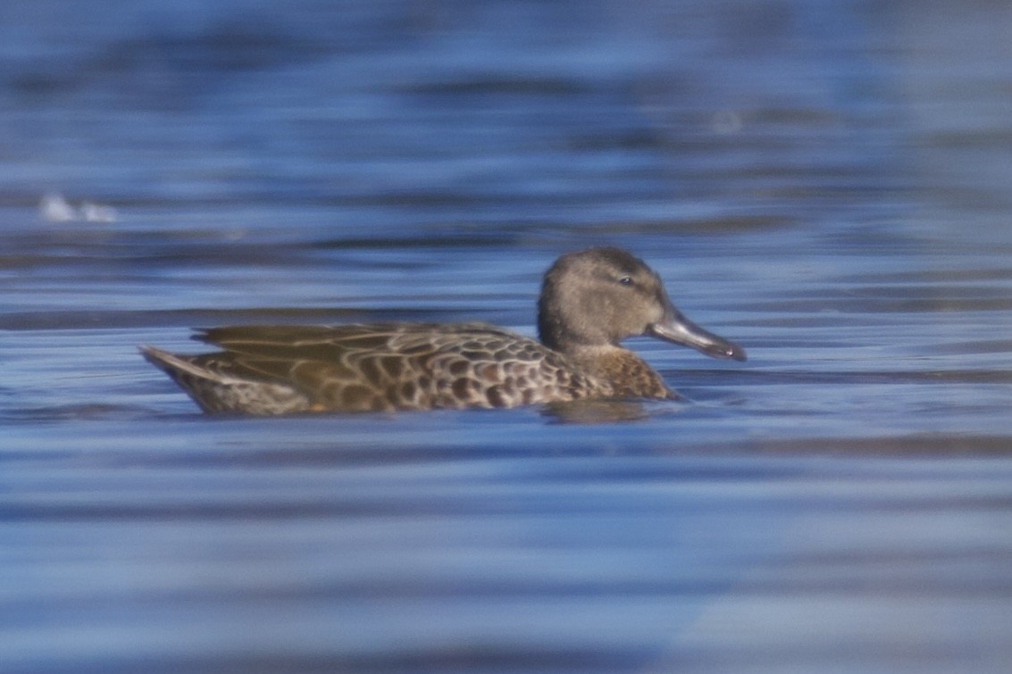 ミカヅキシマアジ - ML640715550