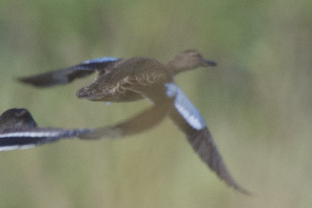 ミカヅキシマアジ - ML640715551