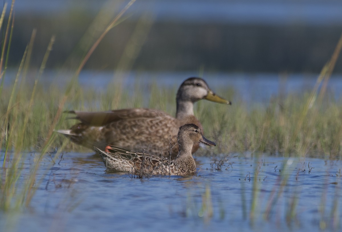 ミカヅキシマアジ - ML640715552