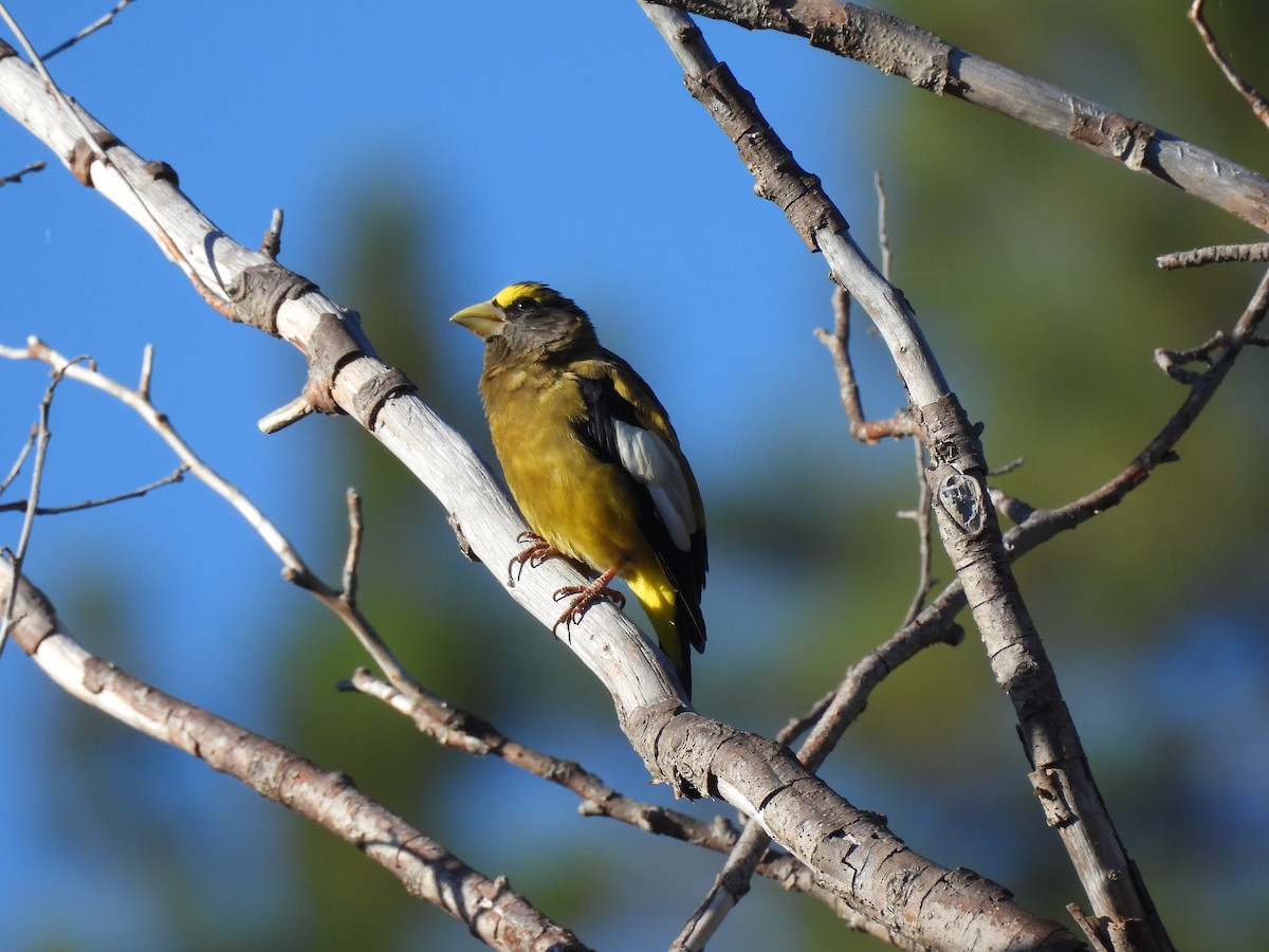 Evening Grosbeak - ML640715555