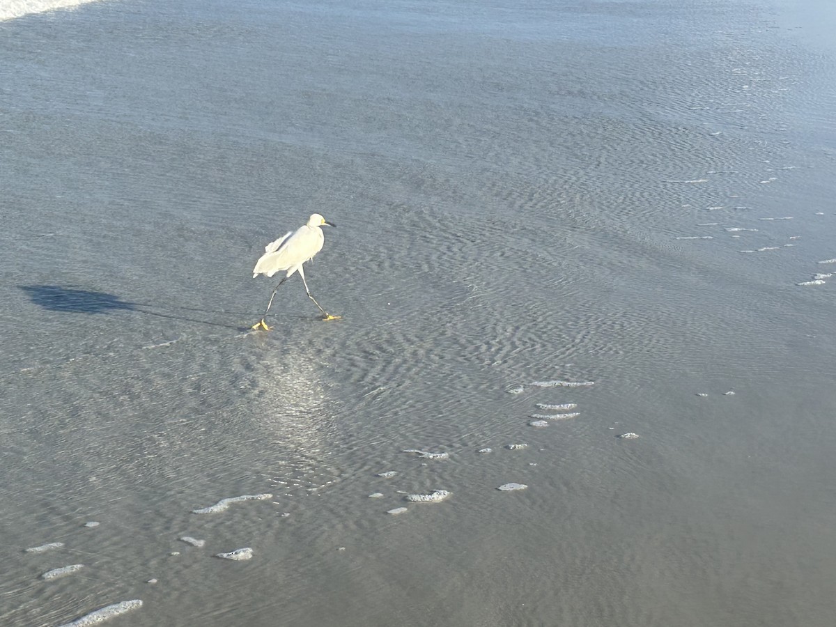 Snowy Egret - ML640715577