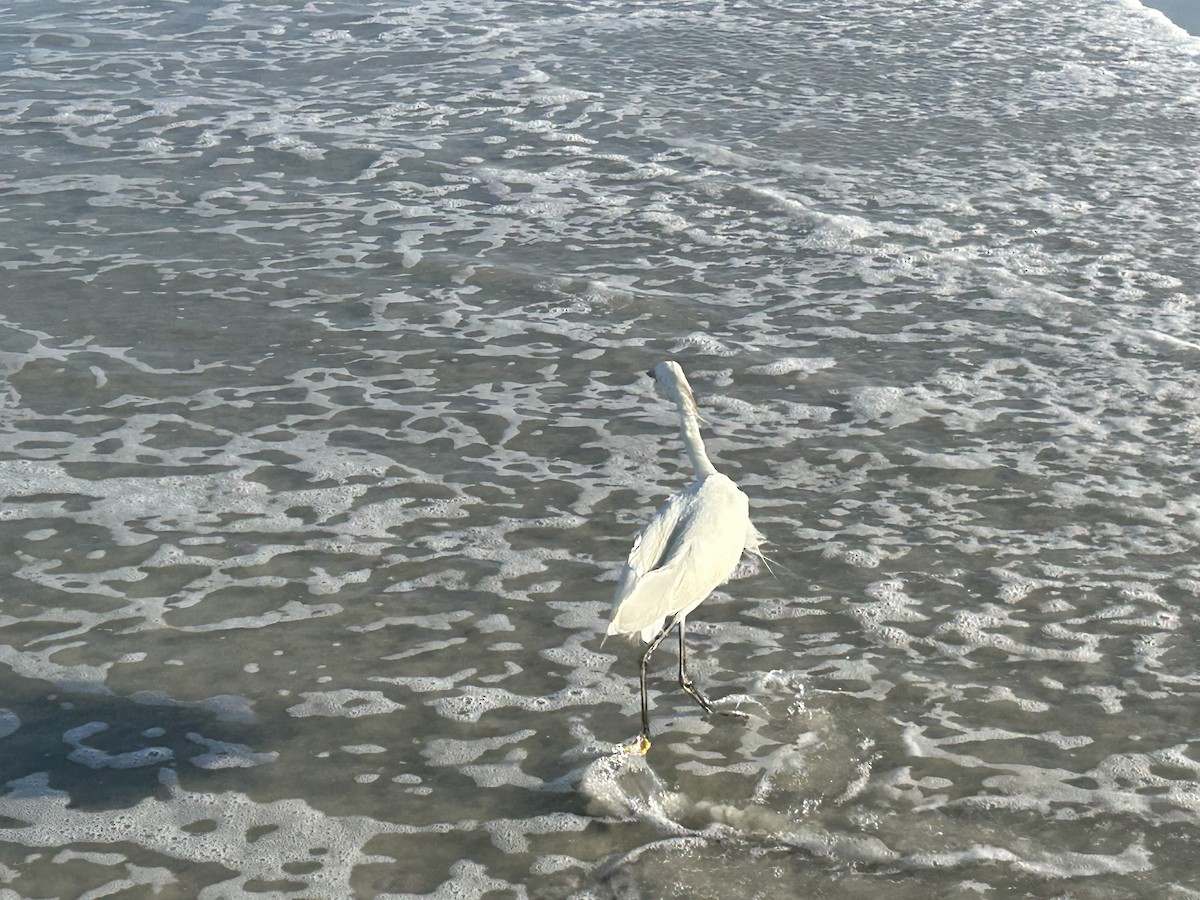Snowy Egret - ML640715578