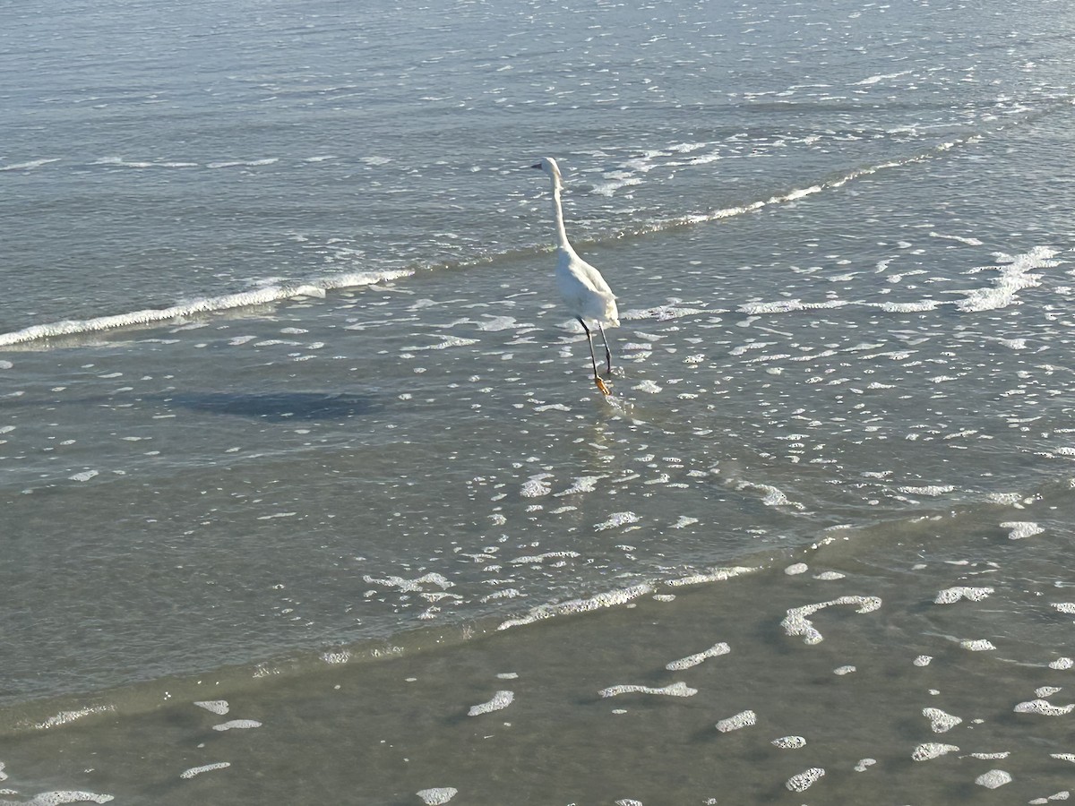 Snowy Egret - ML640715579