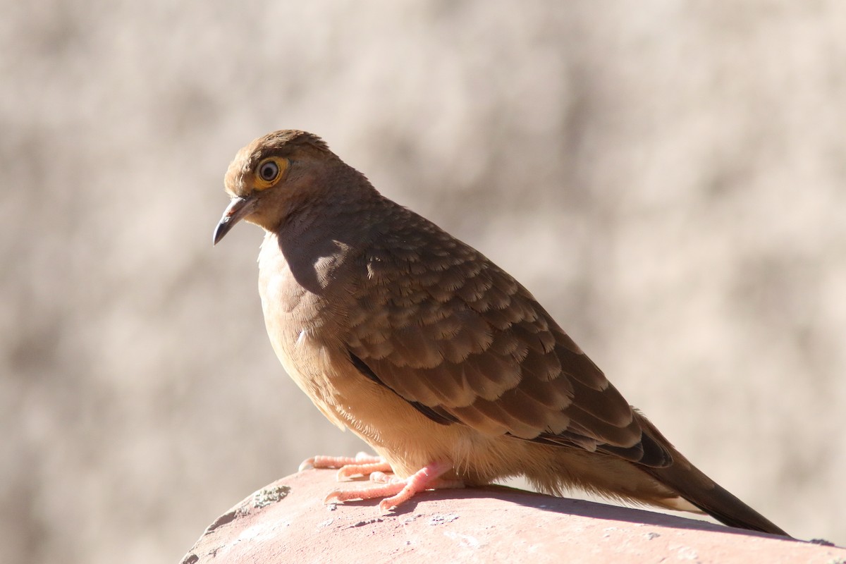Bare-faced Ground Dove - ML640715624