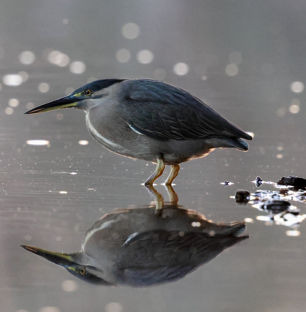 Striated Heron (Old World) - ML640715626