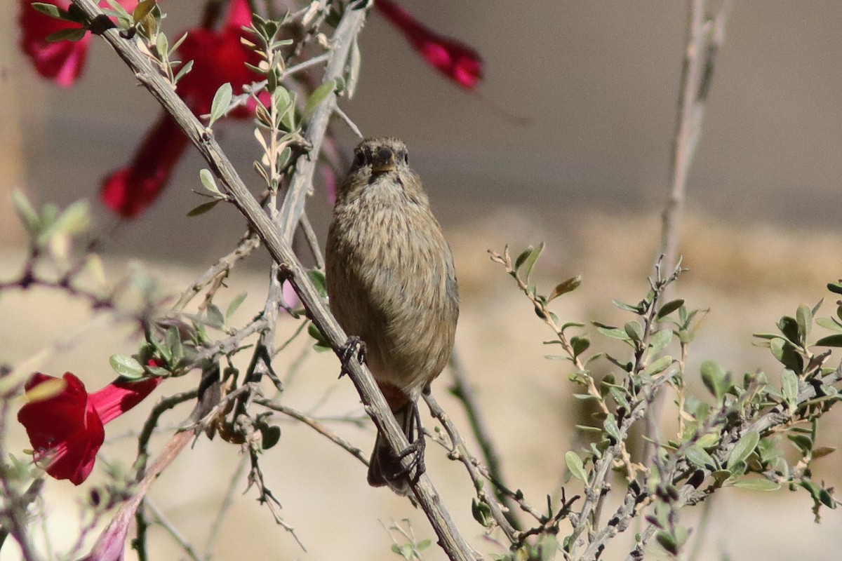 Band-tailed Seedeater - ML640715630