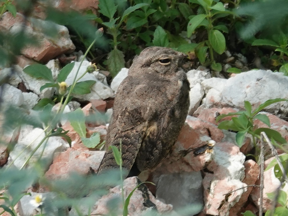 Savanna Nightjar (Northern) - ML640715632