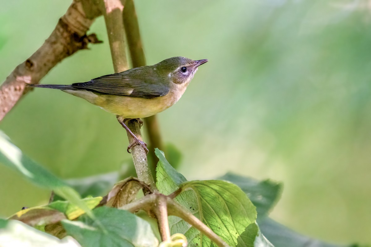 Black-throated Blue Warbler - ML640715654