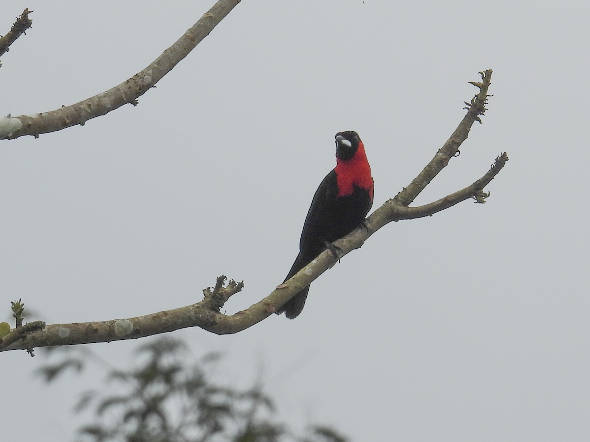 Masked Crimson Tanager - ML640715661
