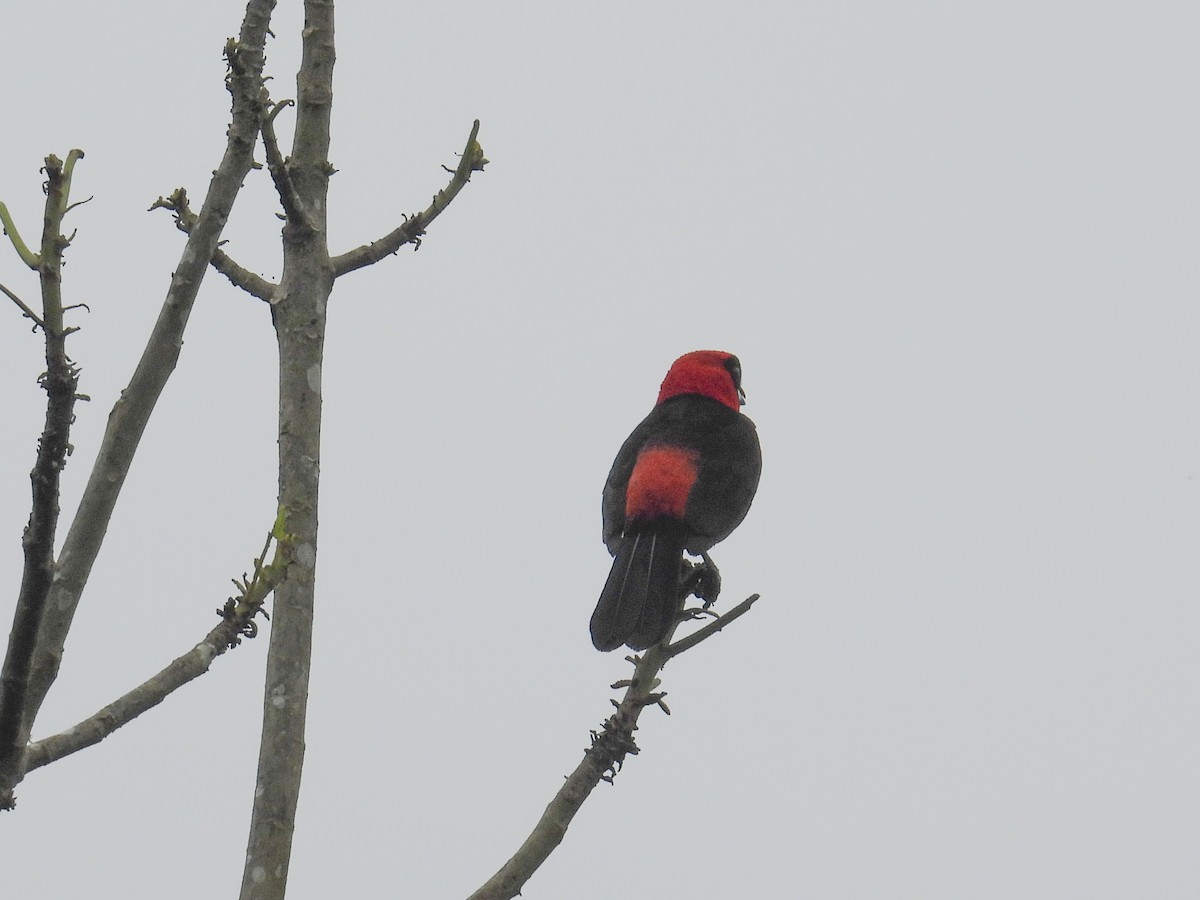 Masked Crimson Tanager - ML640715662