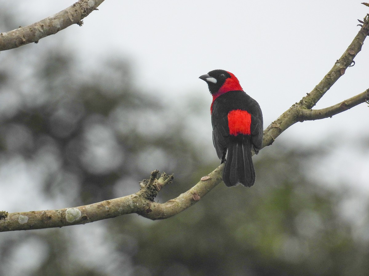 Masked Crimson Tanager - ML640715663