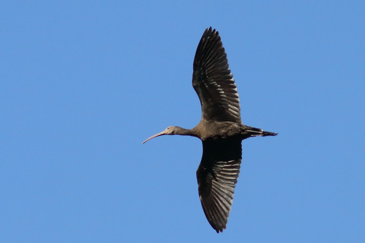 Puna Ibis - ML640715679