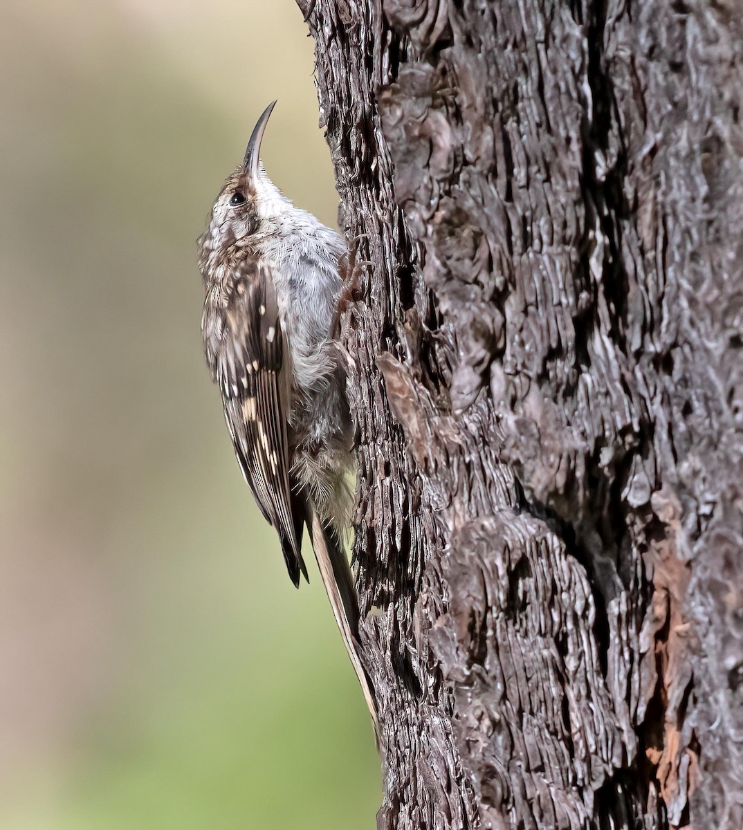 Brown Creeper - ML640715680