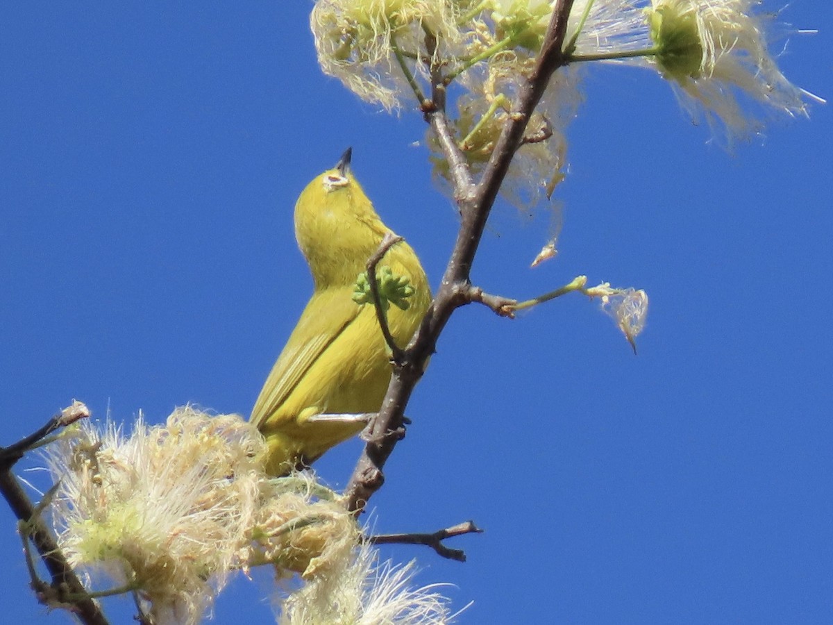 Südbrillenvogel - ML640715701