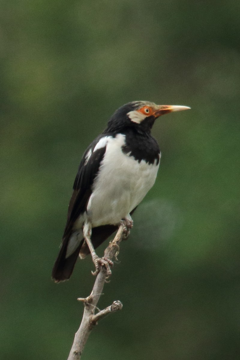 Siamese Pied Starling - ML640715714