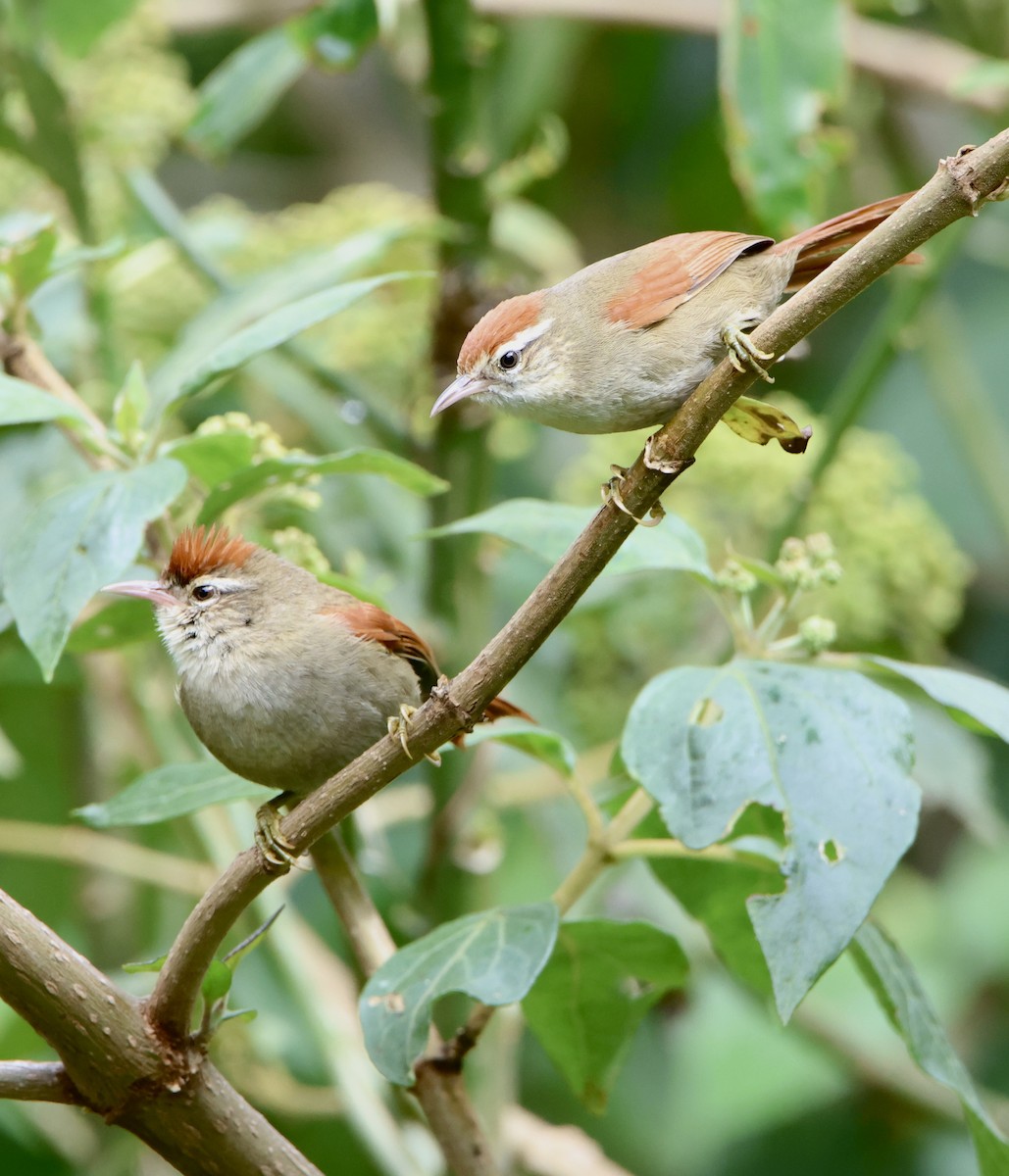 Line-cheeked Spinetail - ML640715765