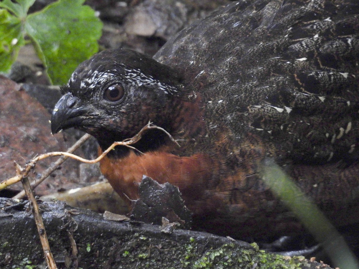 Rufous-breasted Wood-Quail - ML640715768
