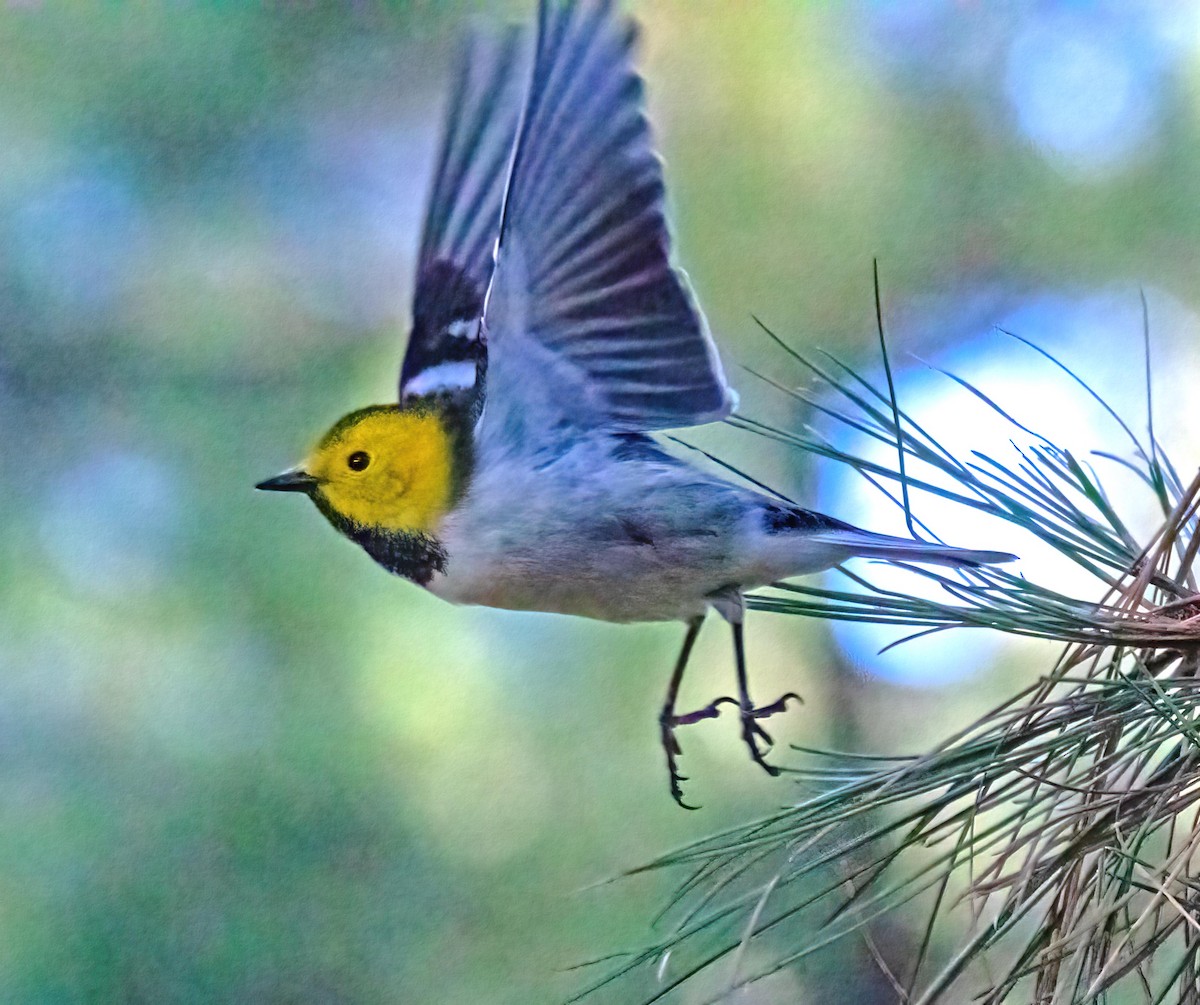 Hermit Warbler - ML640715784