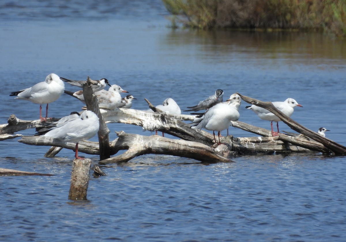 Black Tern - ML640715842