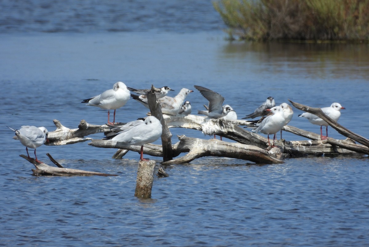 Black Tern - ML640715843