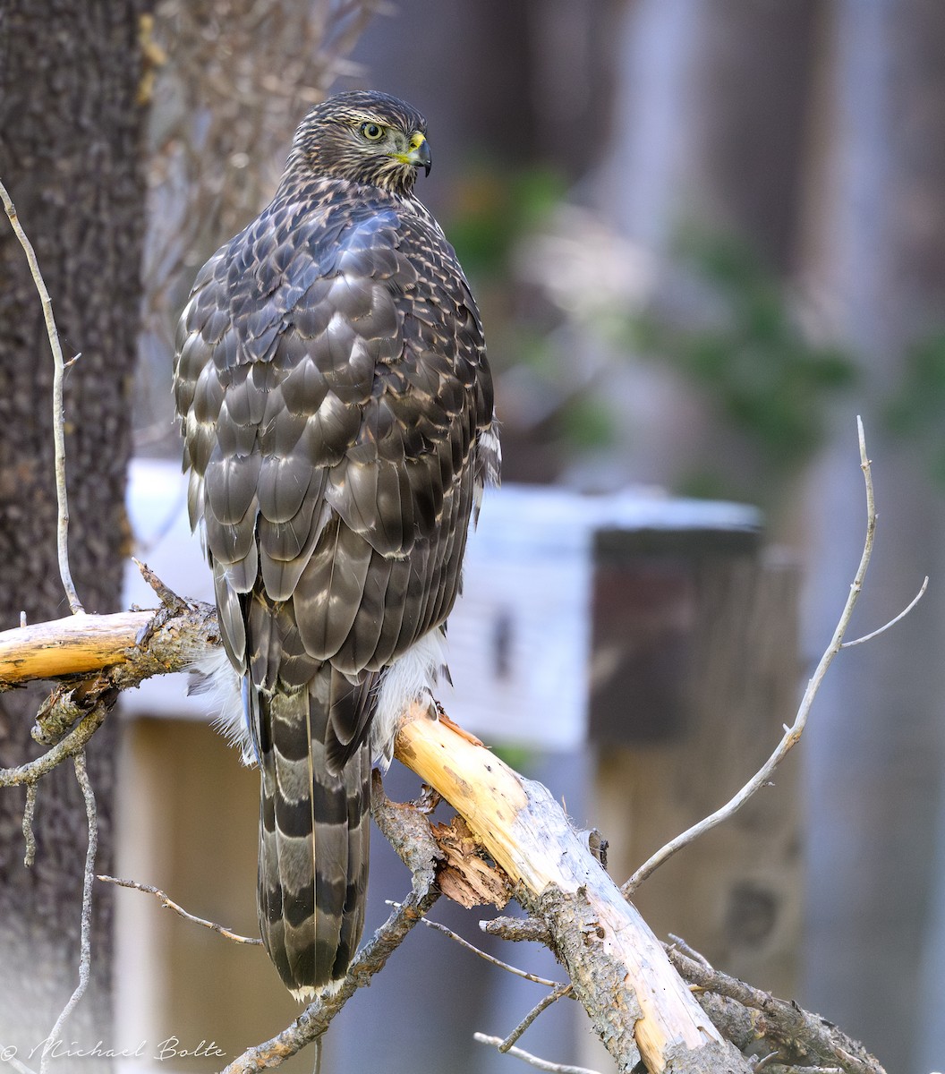 American Goshawk - ML640715847