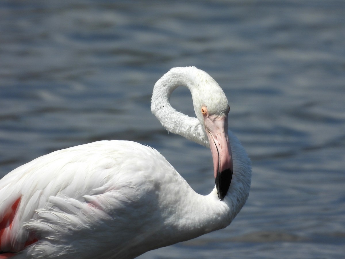 Greater Flamingo - ML640715868
