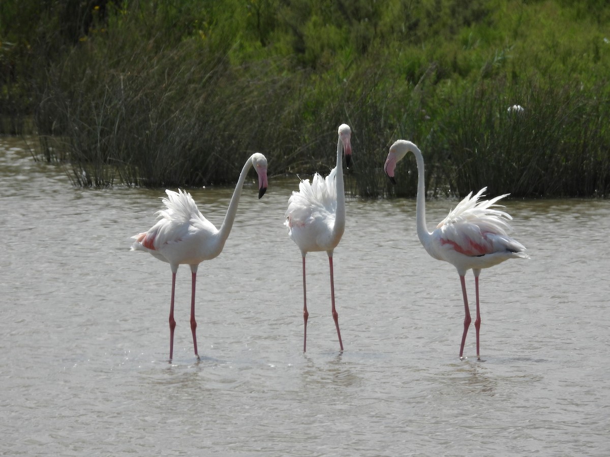 Greater Flamingo - ML640715869