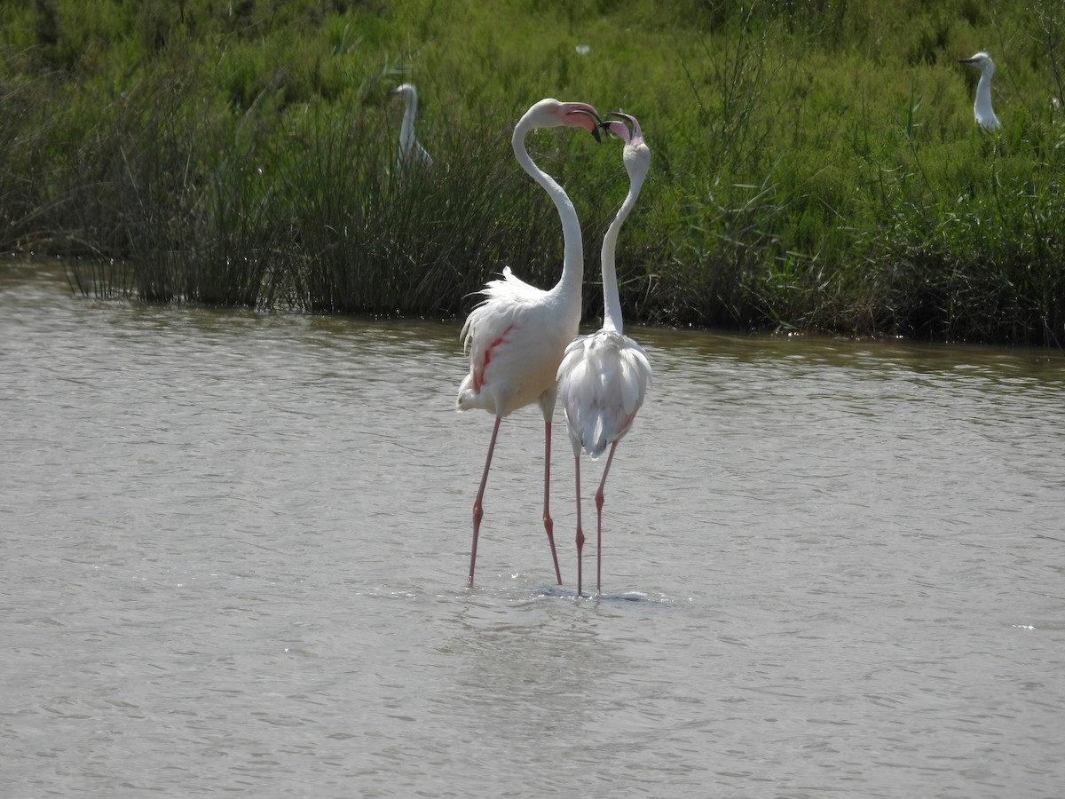 Greater Flamingo - ML640715870