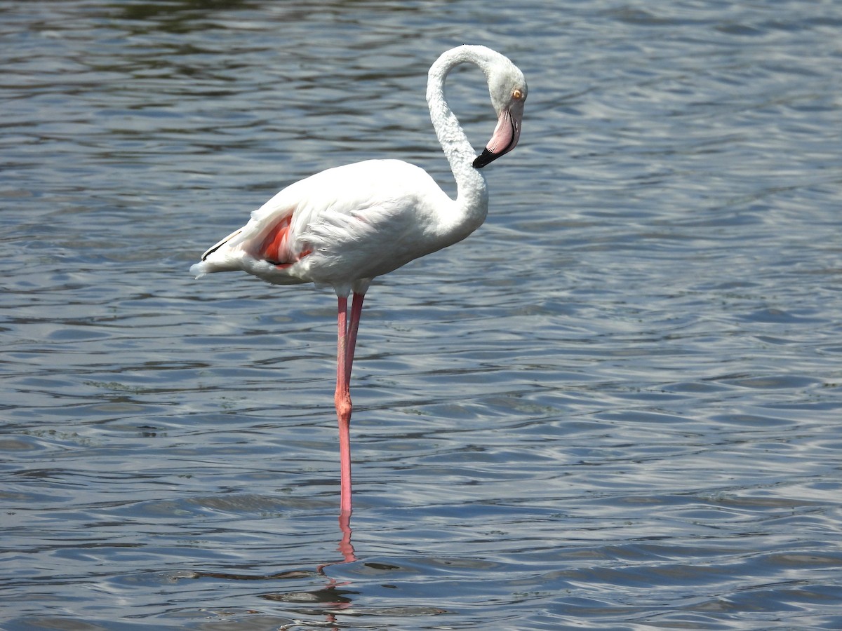 Greater Flamingo - ML640715871