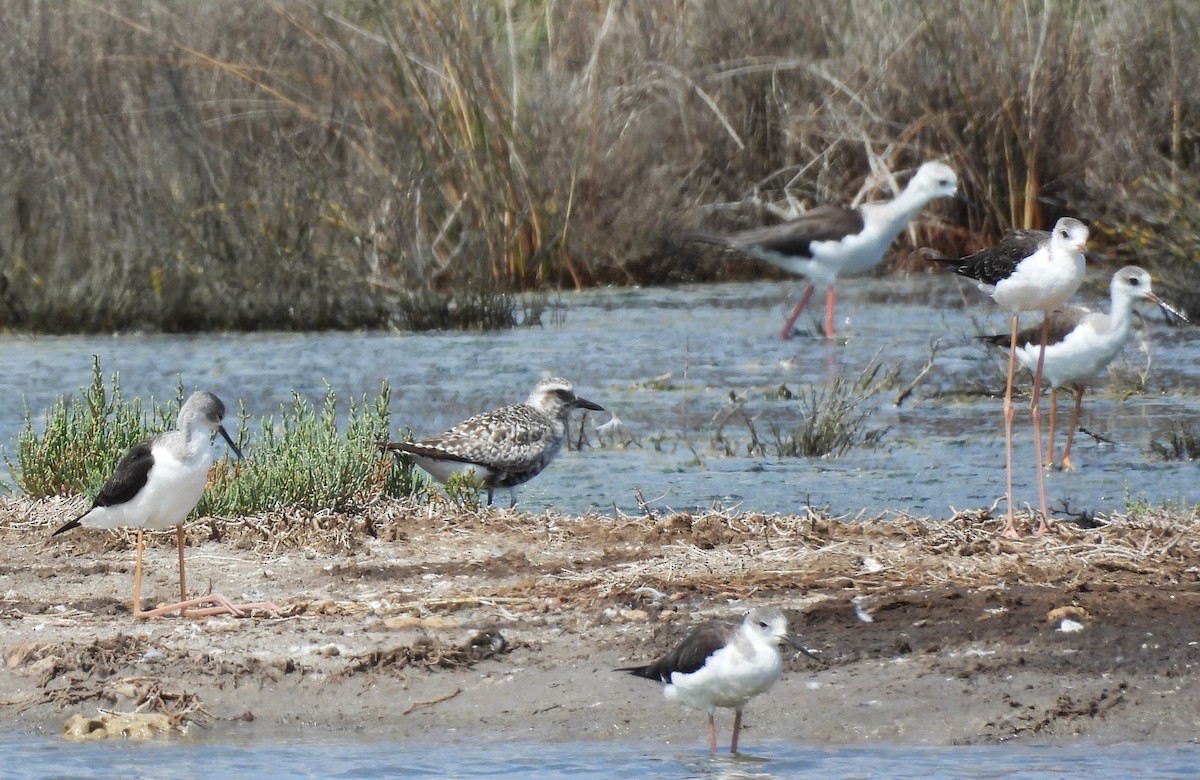 Black-bellied Plover - ML640715885