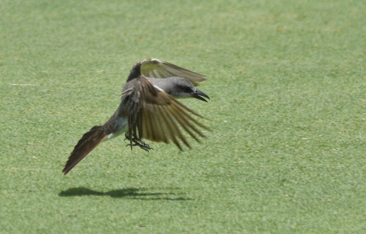 Gray Kingbird - ML640715894