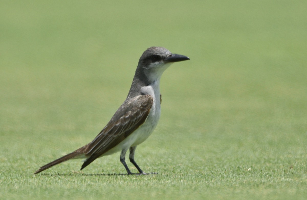 Gray Kingbird - ML640715895