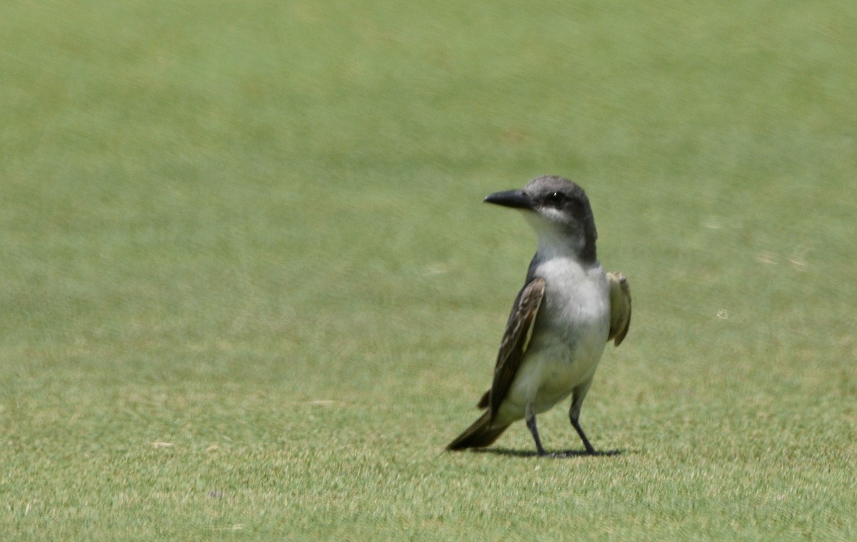 Gray Kingbird - ML640715897