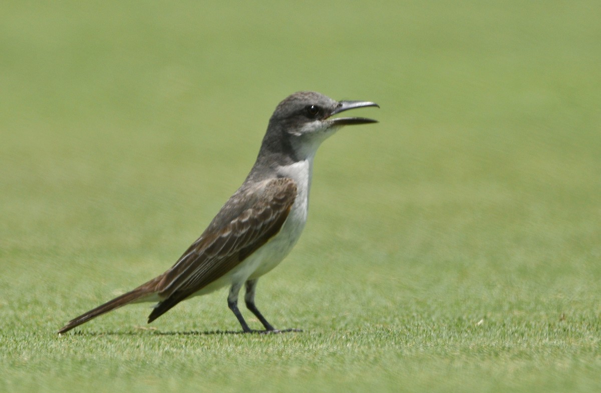 Gray Kingbird - ML640715898