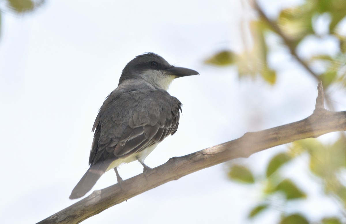 Gray Kingbird - ML640715899