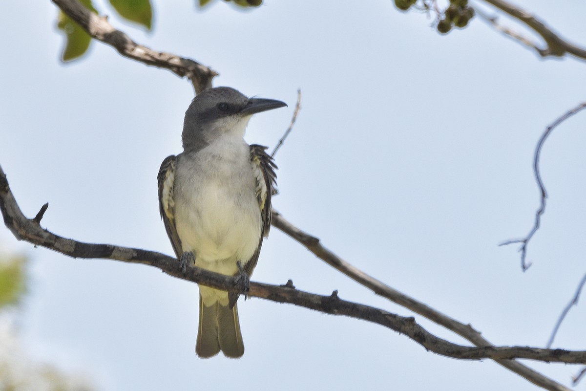 Gray Kingbird - ML640715900