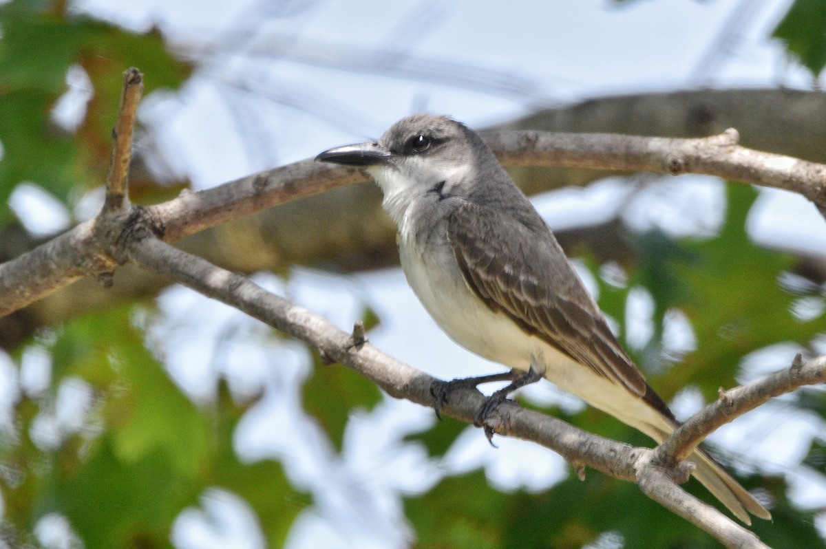 Gray Kingbird - ML640715901