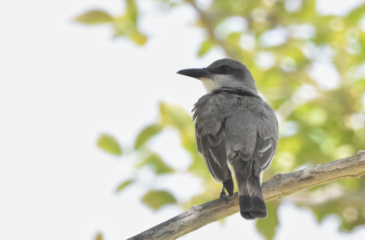 Gray Kingbird - ML640715903