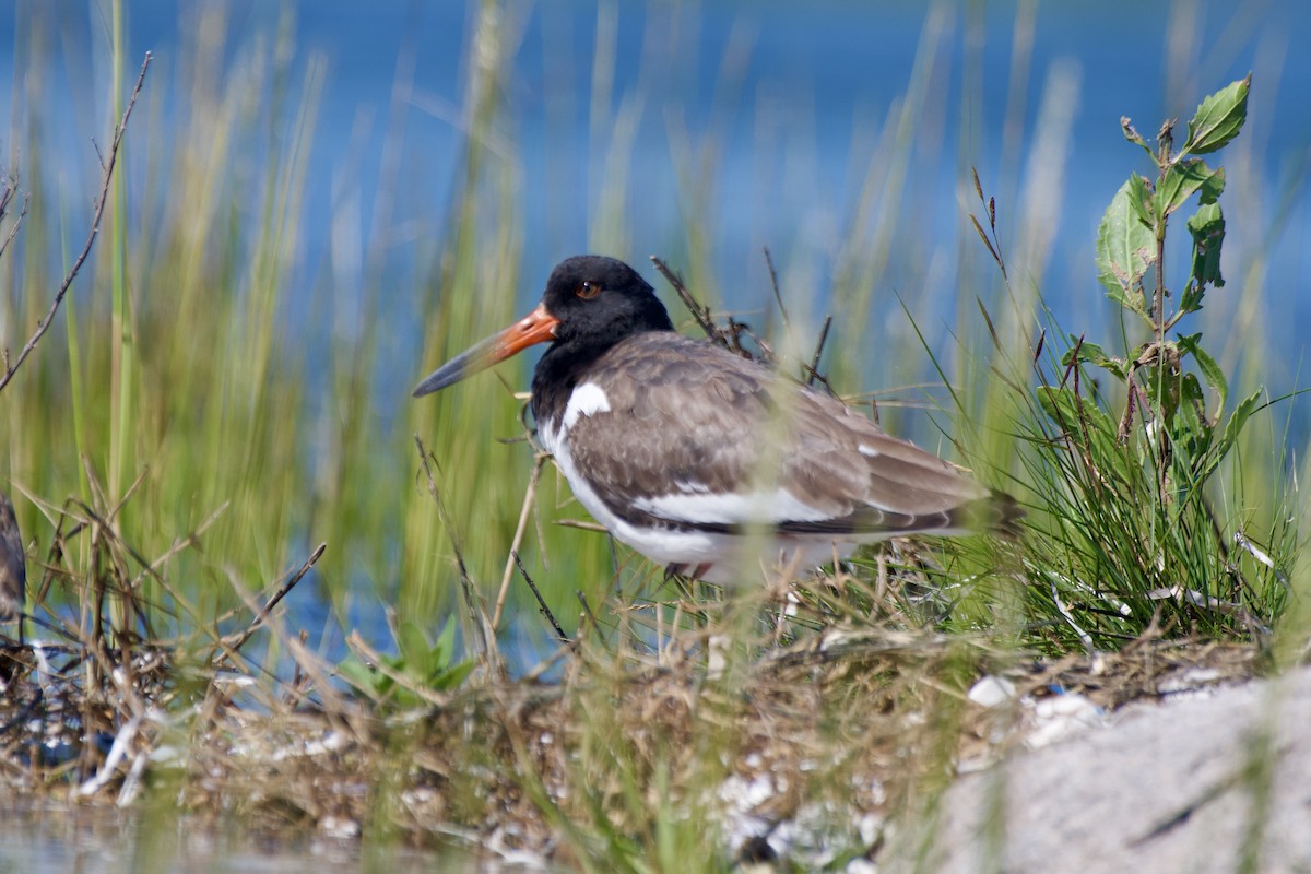 アメリカミヤコドリ - ML640715905