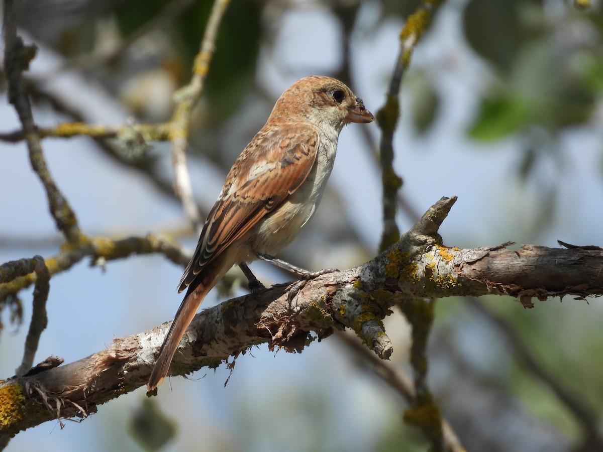 Woodchat Shrike - ML640715910