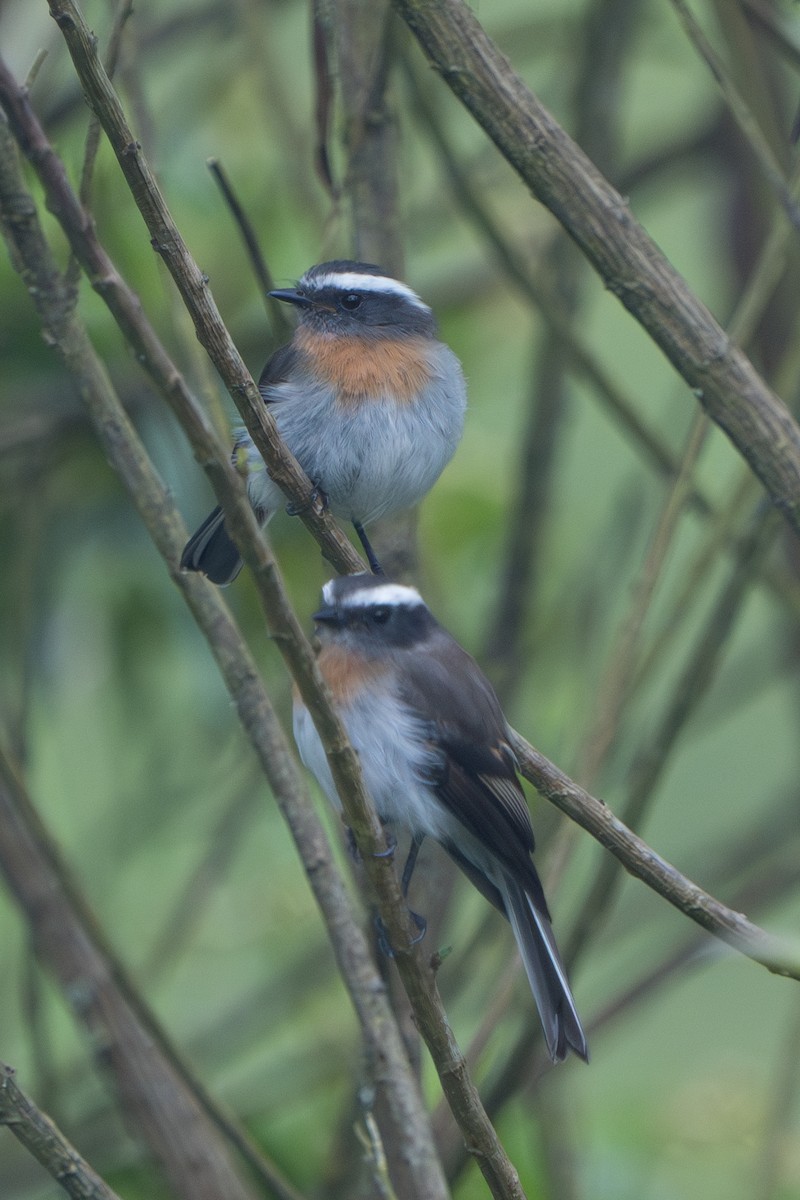 Rufous-breasted Chat-Tyrant - ML640715917