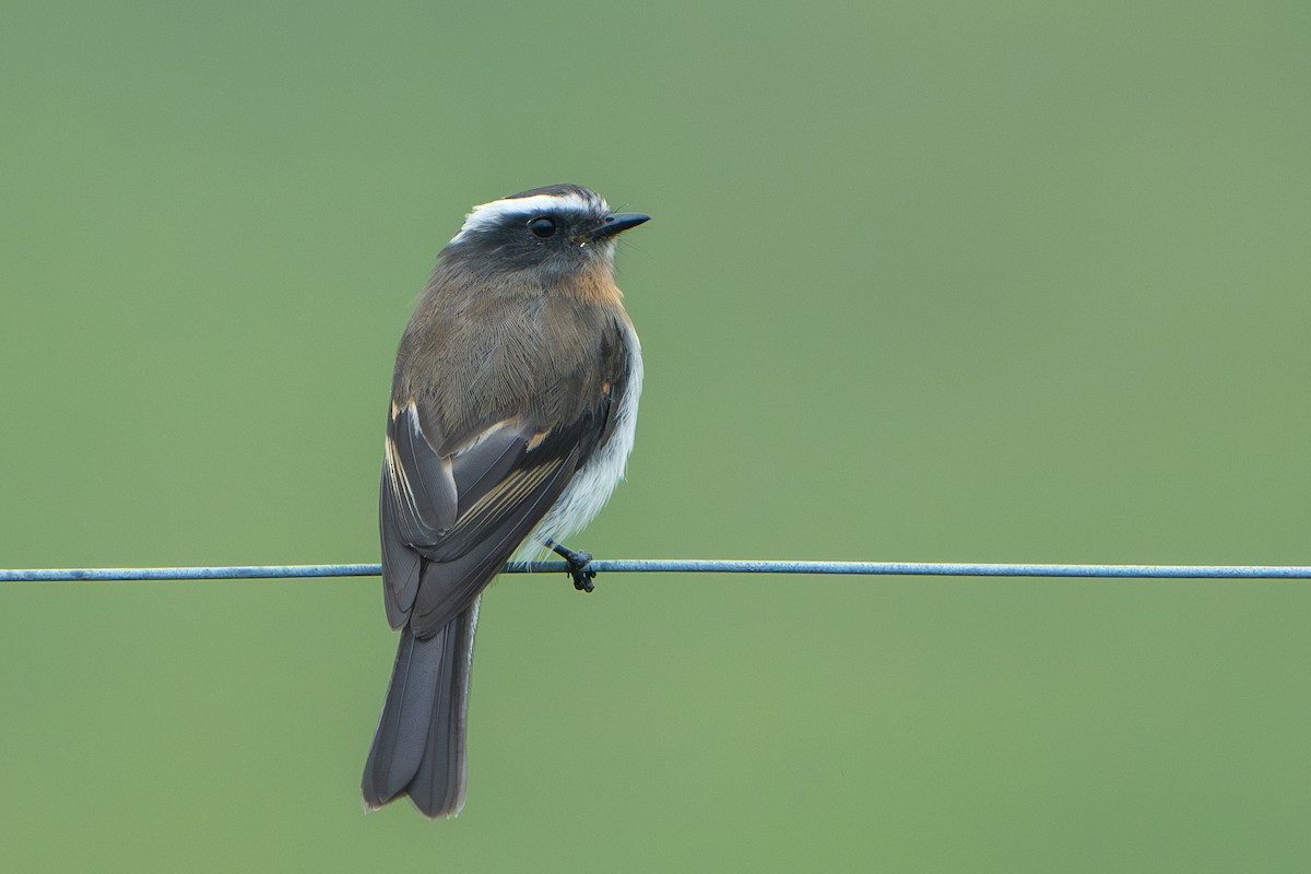 Rufous-breasted Chat-Tyrant - ML640715928