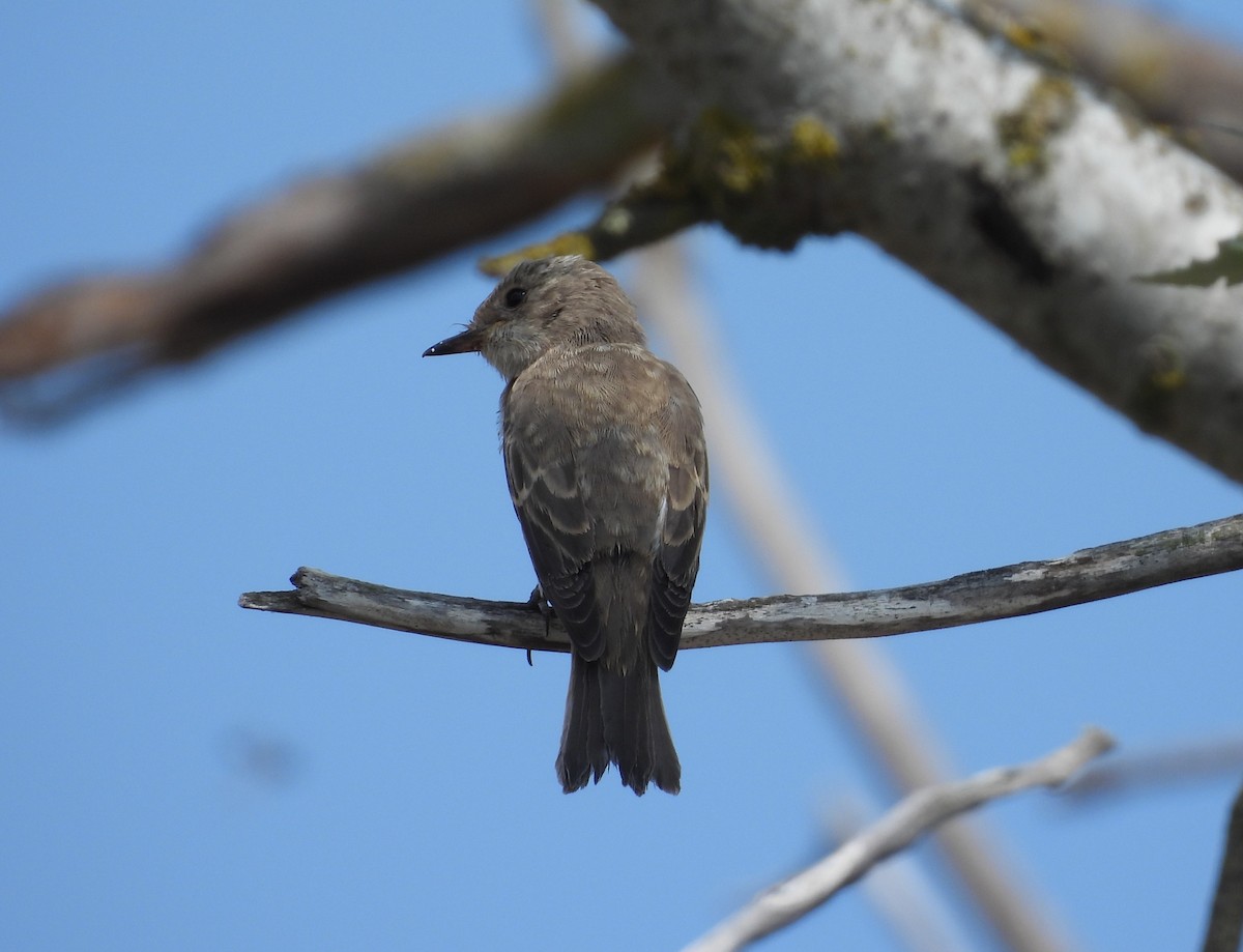 Spotted Flycatcher - ML640715940