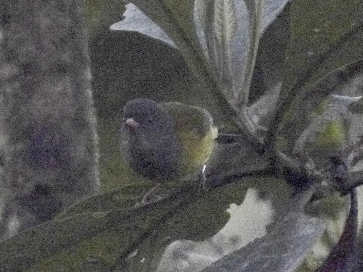 Gray-hooded Bush Tanager (Red-billed) - ML640715941