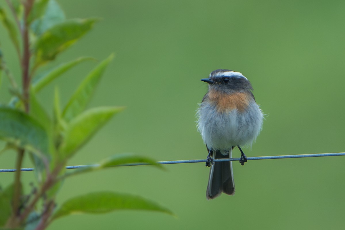 Rufous-breasted Chat-Tyrant - ML640715942