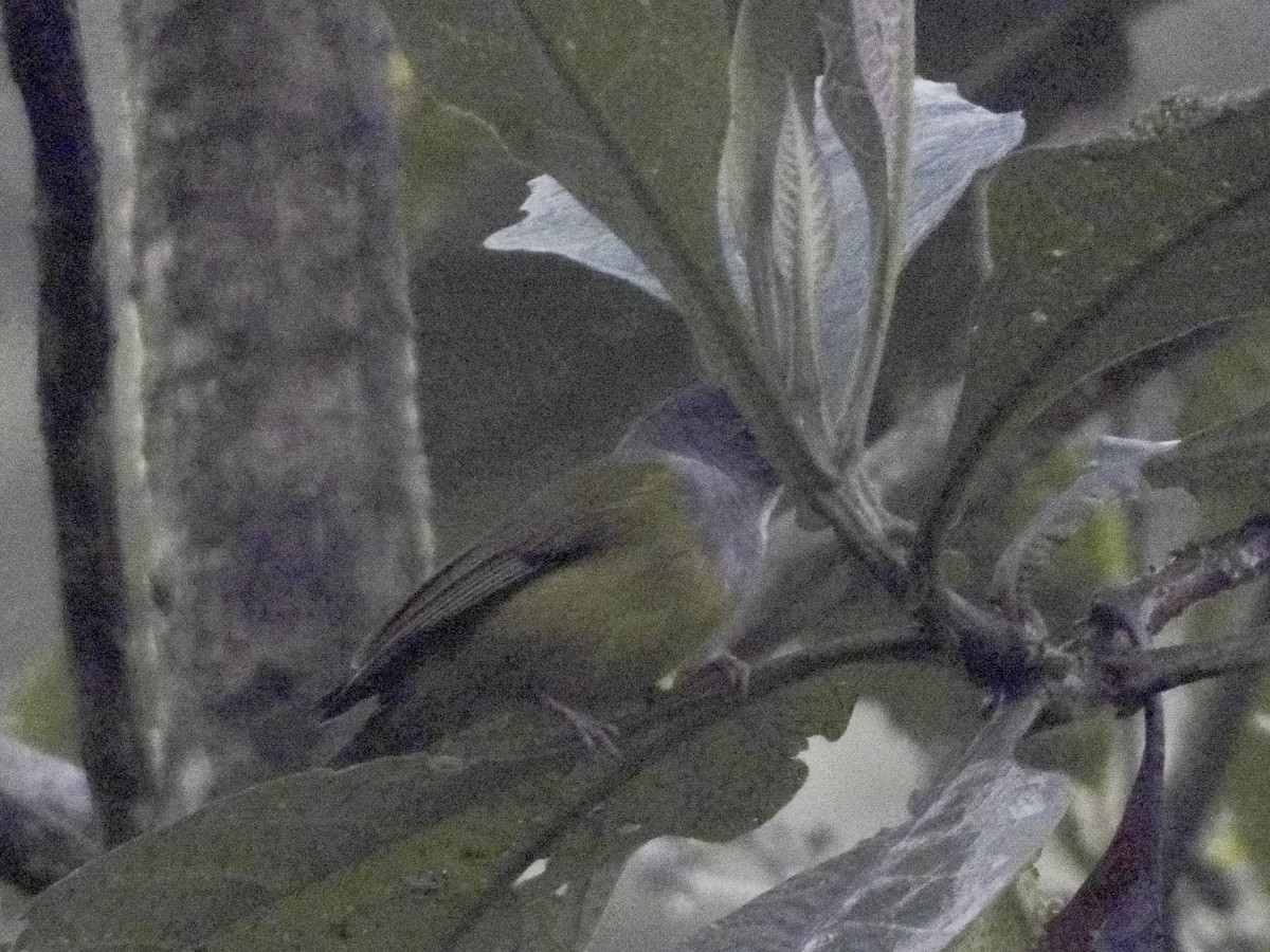 Gray-hooded Bush Tanager (Red-billed) - ML640715946