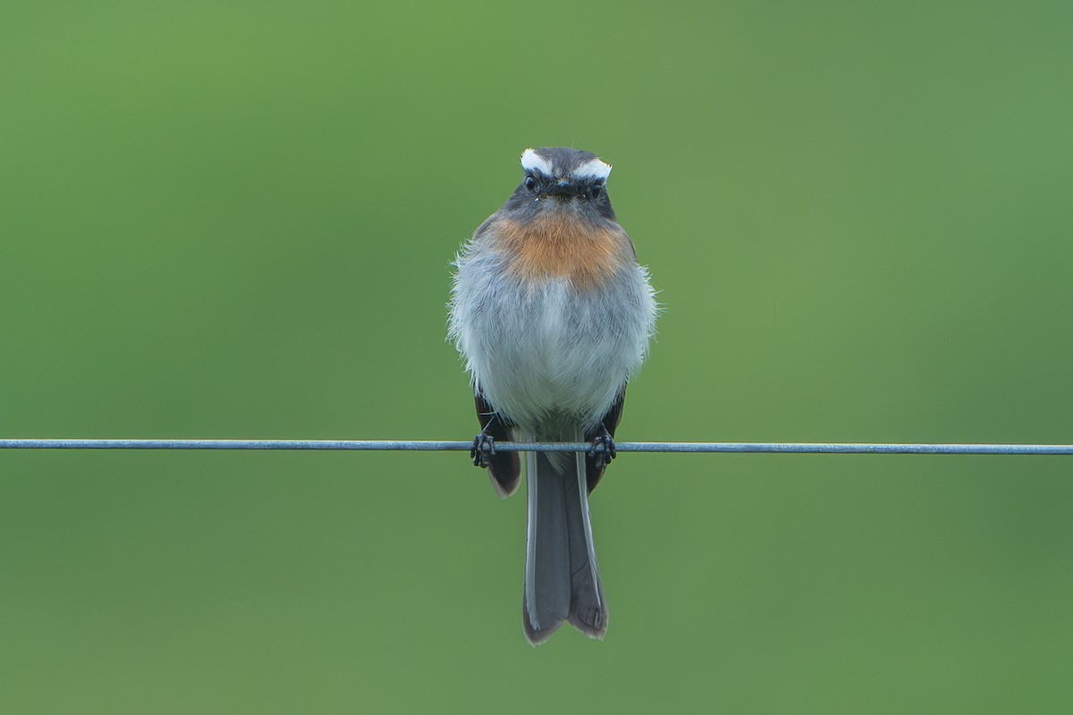 Rufous-breasted Chat-Tyrant - ML640715949