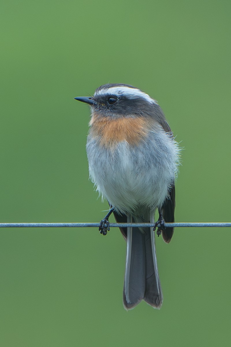 Rufous-breasted Chat-Tyrant - ML640715956