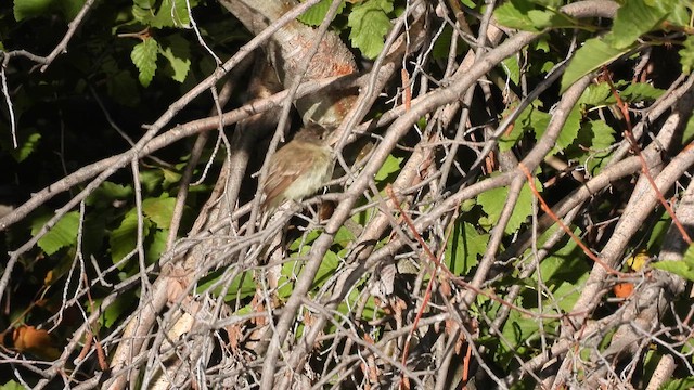 Willow Flycatcher - ML640715962